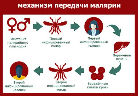 25 апреля - Всемирный день борьбы с малярией
