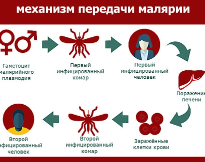 Малярия без границ
