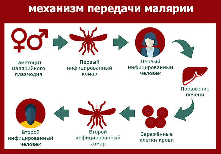 Малярия без границ